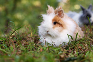 White And Brown Rabbit On Grass Fields Wallpaper