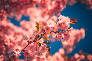 White And Pink Cherry Blossom In Close Up Photography Wallpaper
