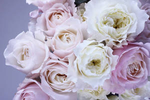 White And Pink Flowers Wallpaper