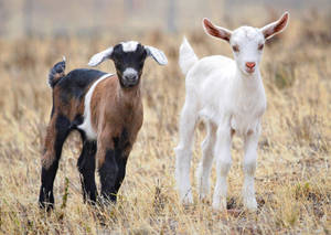 White And Tricolor Goat Wallpaper