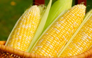 White And Yellow Corns In Basket Wallpaper