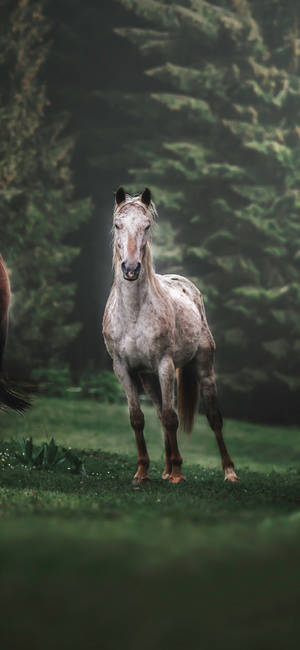 White Appaloosa Horse Breed Foal Wallpaper