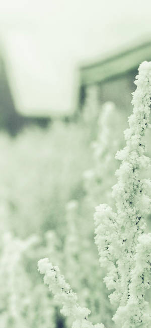 White Astilbe Green And White Aesthetic Wallpaper