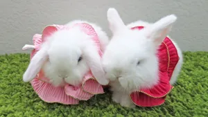 White Baby Bunnies In Dresses Wallpaper