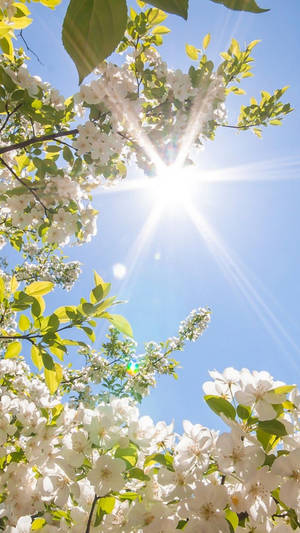 White Blossoms Spring Iphone Wallpaper