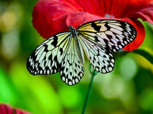 White Butterfly Flying Through The Air Wallpaper