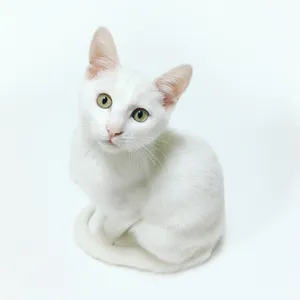 White Cat Wallpaper