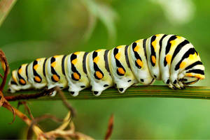 White Caterpillar With Black Pattern Wallpaper
