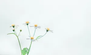 White Chamomile Flowers Wallpaper