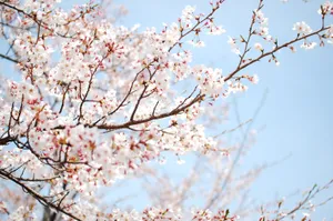 White Cherry Blossoms In Spring Wallpaper