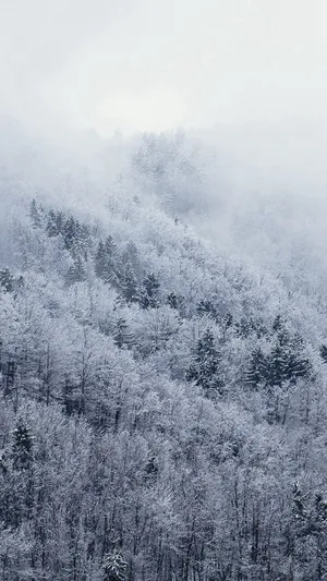 White Christmas Trees Iphone Wallpaper