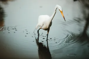 White Crane Birds Walking In Nature Wallpaper
