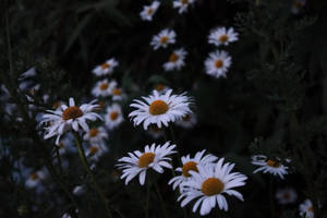White Daisy Flower Close-up Photography Wallpaper