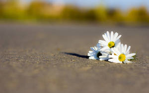 White Daisy Photography Wallpaper