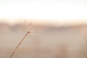 White Dandelion In Close Up Photography Wallpaper
