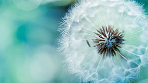 White Dandelion Macro Flower Wallpaper