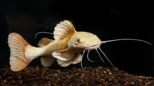 White Distinct Catfish Wallpaper