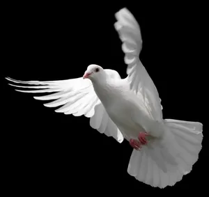 White Dove Flapping Its Wings Wallpaper