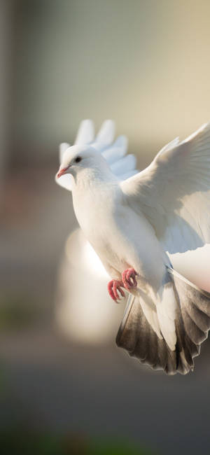 White Dove With Black Tail Feathers Wallpaper