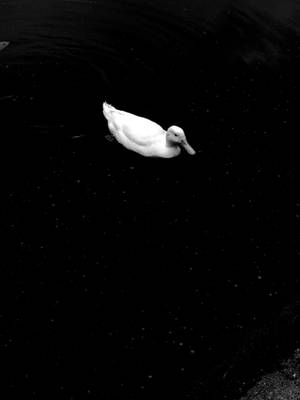 White Duck Top Angle Photography Wallpaper