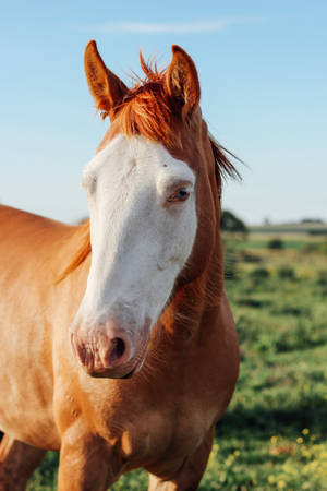 White Face Horse Iphone Wallpaper