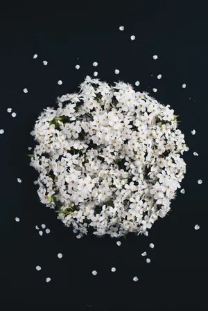 White Floral Bouquet Dark Background Wallpaper