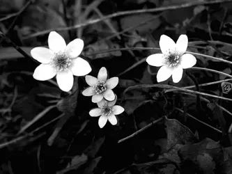 White Flower Monochrome Wallpaper