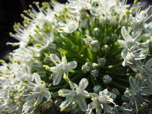 White Flower Plants Wallpaper