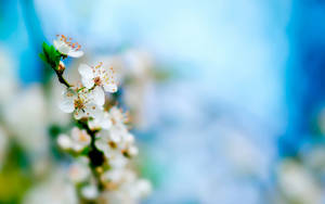 White Flower Shallow Focus Wallpaper