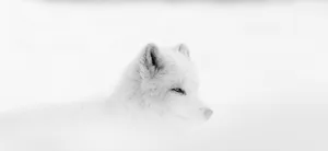 White Fox In Mist Wallpaper