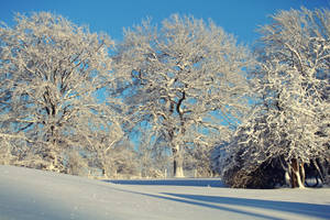 White Frozen Trees Winter Scenery Wallpaper