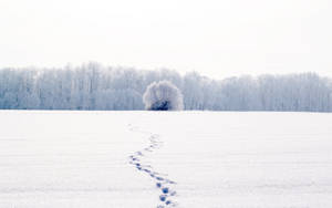 White Full Screen Footsteps On Snow Wallpaper