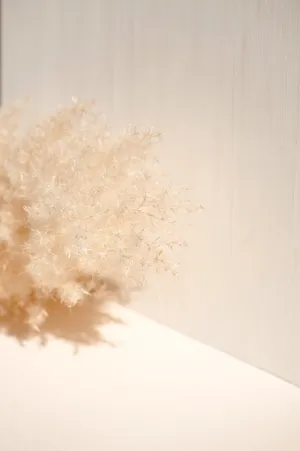 White Fur On White Surface Wallpaper