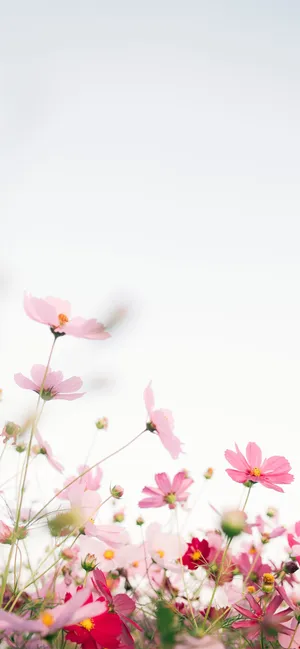 White Garden Cosmos Apple Flower Wallpaper