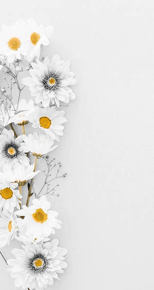 White Gerberas And Daisy Iphone Wallpaper