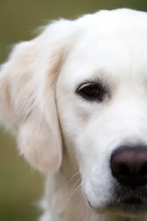 White Golden Retriever Dog Half Wallpaper