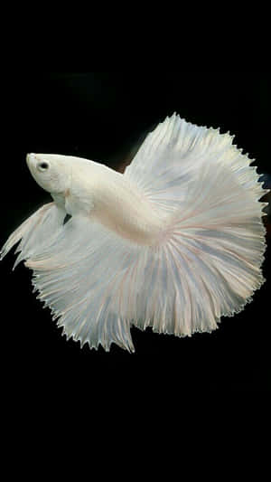 White Halfmoon Betta Fish Wallpaper