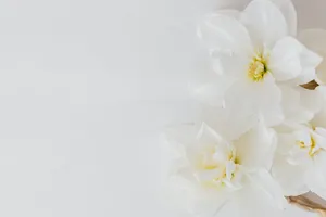 White Hd Daffodils Wallpaper