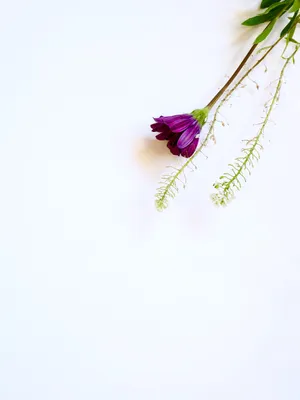White Hd Purple Flower Wallpaper