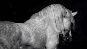 White Horse On Black Tablet Wallpaper
