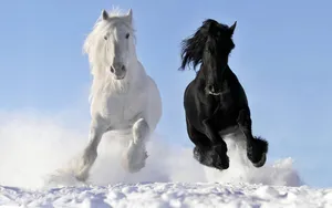 White Horse Vs Black Horse Wallpaper