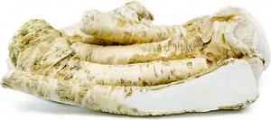 White Horseradish Vegetable Wallpaper