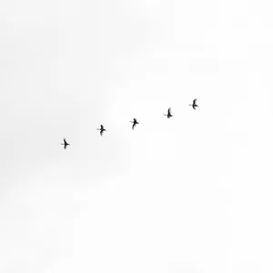 White Minimalist Flock Of Birds Wallpaper