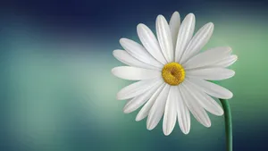White Minimalist Flower Computer Wallpaper