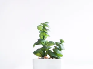 White Minimalist Potted Plant Wallpaper