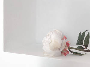 White Minimalist White Peony Wallpaper