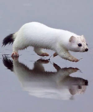 White Mink On Frozen River Wallpaper