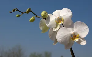 White Orchid And The Blue Sky Wallpaper