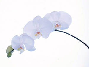 White Orchid Trio Wallpaper