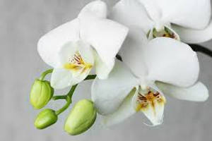 White Orchid Type Wallpaper